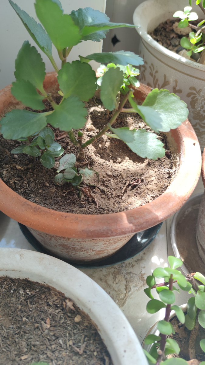 goldsmith_56439's tweet photo. Small win today! I finally started planting veggies on my tiny balcony—turning empty space into something fresh feels so good. https://t.co/1NFnf6SU1m