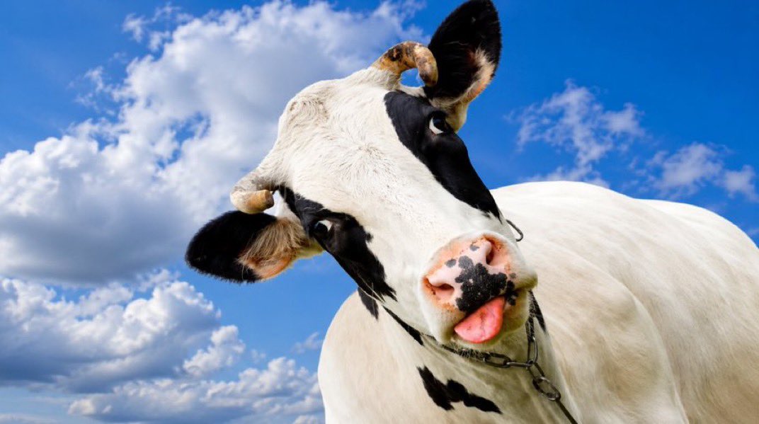 Gothemca's tweet photo. @WhaleInsider Don’t just watch the candles—be part of the movement. $COW 🚀
One herd. One vision. One destination. $COW 📈
CA: 8bEbF5WZcPKhSUJ3nF4YLdPtsWG7HvU1f1DstXj78BSp https://t.co/KcohLf4Cra