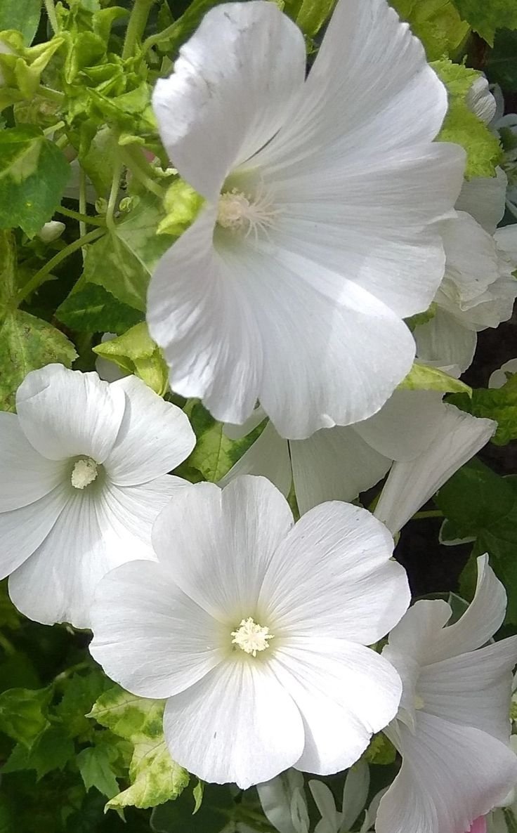 Pure Nature ✨ tweet media