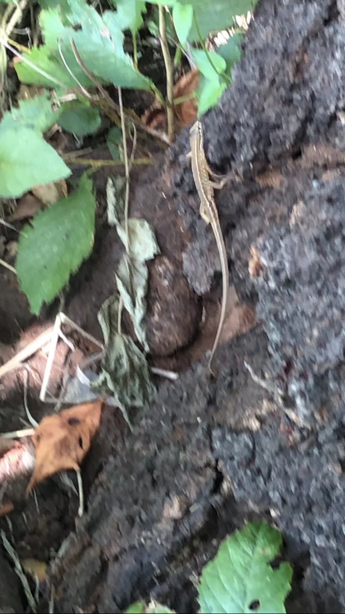 kinokohouse's tweet photo. Japanese Grass Lizard  ニホンカナヘビ #waldenwildlifewatch #nature #cute https://t.co/WZnEzufLGl @YouTubeより https://t.co/oyvFq49bsJ