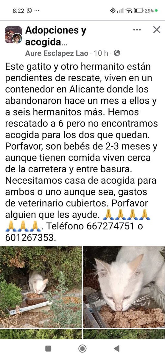 AcofalX's tweet photo. URGENTE CASA DE ACOGIO ADOPCIÓN
 Tienen 2-3 meses viven entre basura cerca de una carretera en Alicante y corren peligro. Gastos veterinarios cubiertos https://t.co/vRpon94acI