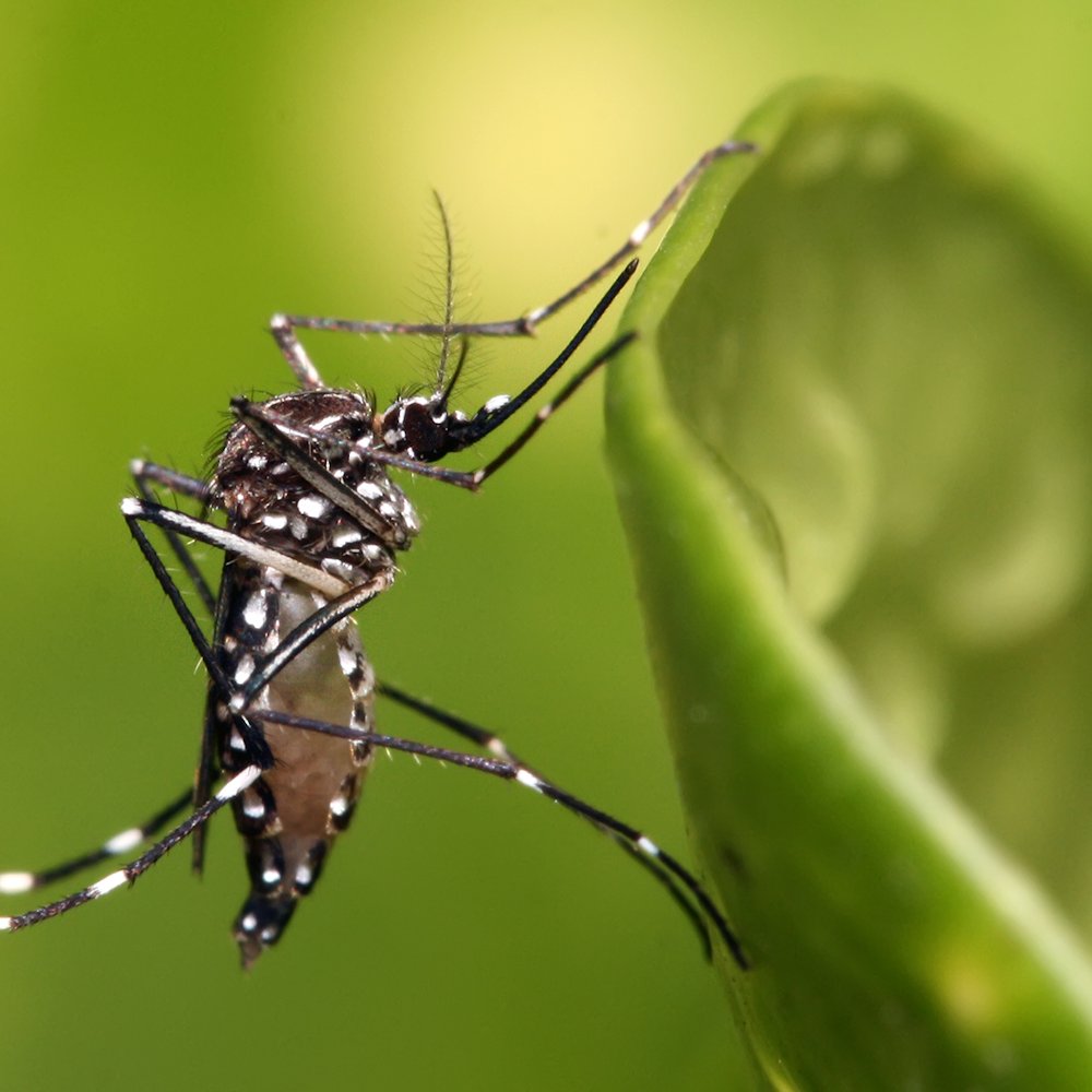 AMAZlNGNATURE's tweet photo. Only female mosquitoes bite humans and animals

Male mosquitoes feed only on flower nectar and never bite people https://t.co/M7kX0SIC0A