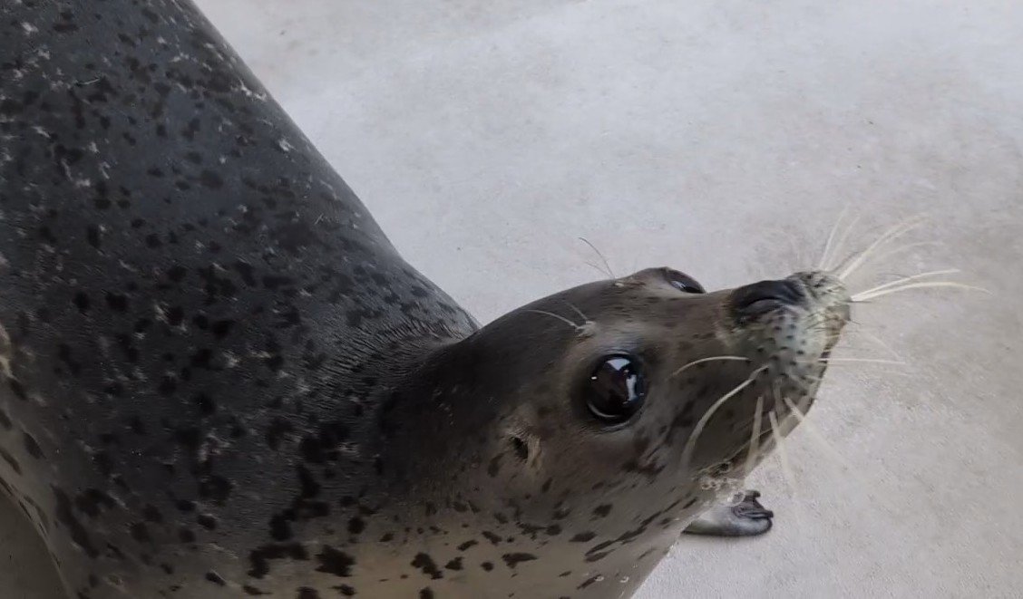 go38382802's tweet photo. おめめぱっちりジャンボ🦭👀
20241015
#男鹿水族館GAO　#ゴマフアザラシ
#ジャンボ https://t.co/E0lXngIWsn