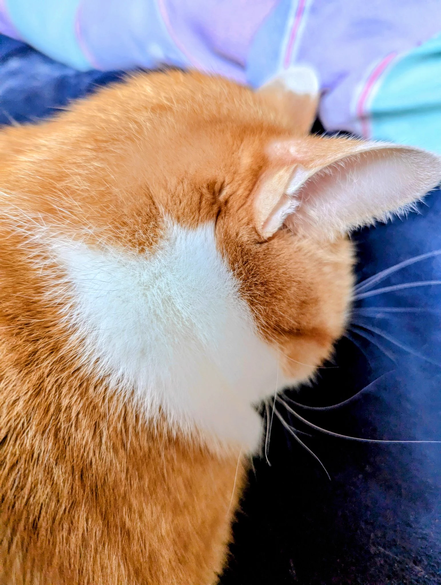 ふみ on X: 