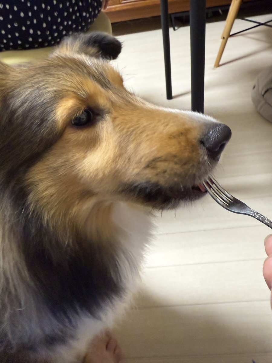 you_UMP's tweet photo. 桃好き犬 https://t.co/Glrsz0cueq