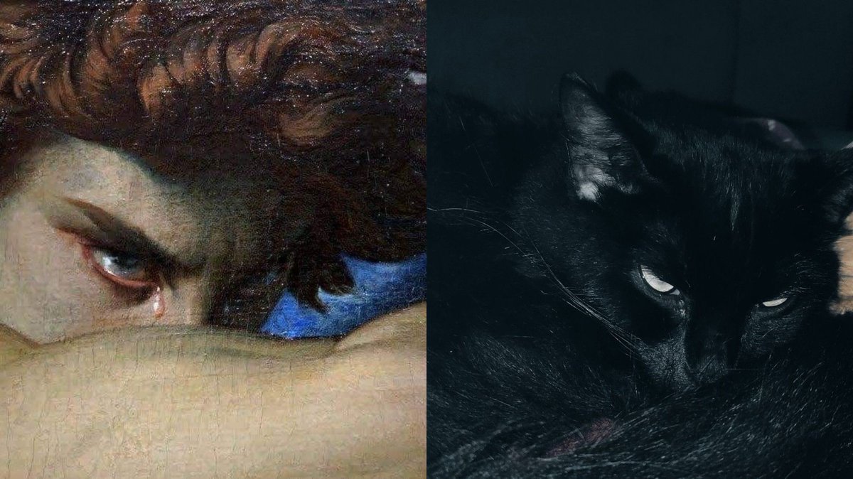Black cats are not bad luck tweet media