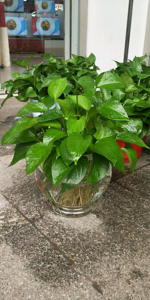 othermiller's tweet photo. Keep your pothos thriving! Place it in bright indirect light, water when the top 2 inches of soil feel dry—no overwatering needed, it’s that simple for this easy-care green friend. https://t.co/iQnd3eJ3km