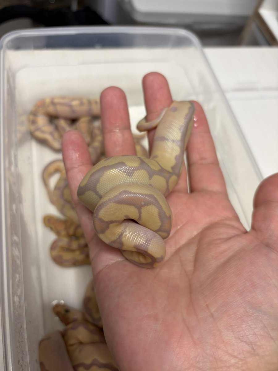 にこらる|H2M Reptiles tweet media