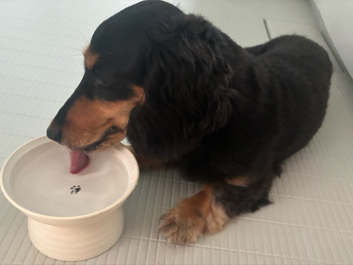 vegeyurari's tweet photo. #ミニチュアダックス
#犬のいる暮らし

散歩のあとの水おいちい🐶 https://t.co/6HsLyuNhp6