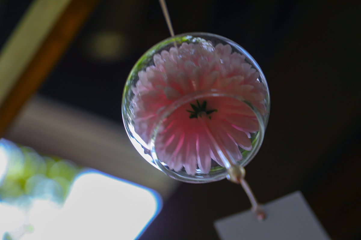 raypicorder's tweet photo. ガラスや花の感じ、撮るの楽しかった。

#風鈴
#写真好きな人と繋がりたい
#キリトリセカイ
#CANON https://t.co/S5wihiq8eo