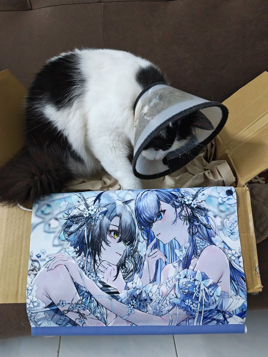 猫瀬乃しん🐈🎩 (@nekozenoshin) / Posts / X