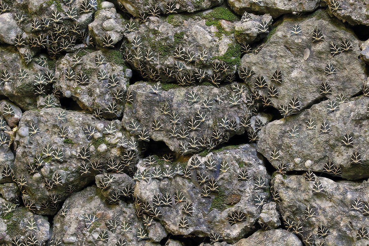 _Matt_Berry_'s tweet photo. A 'few' of my local Jersey Tiger Moths for #mothweek https://t.co/HV6UBeazHA