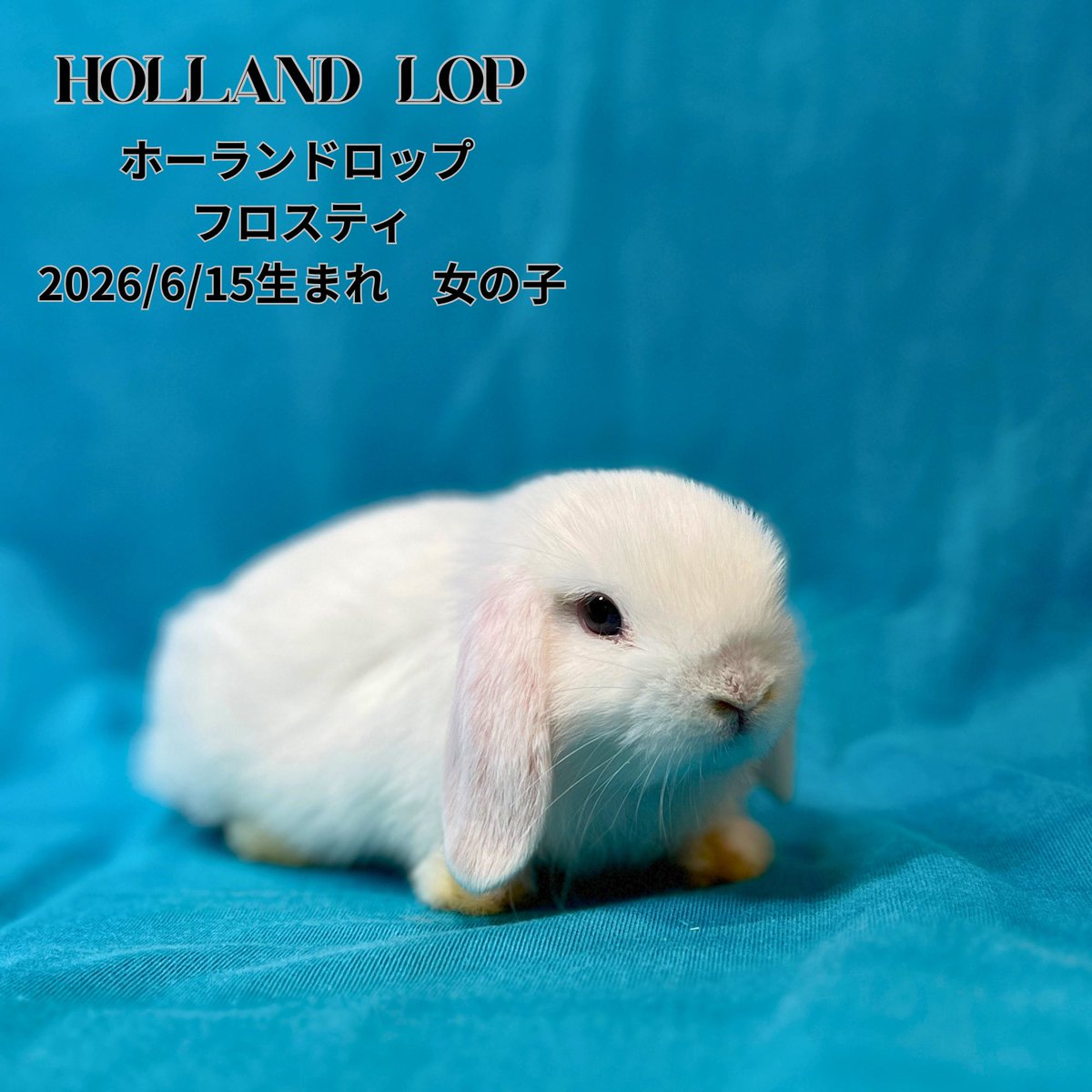 monlapin_rabbit's tweet photo. 『夏休みセール』本日スタートです🍉
皆様のご来店お待ちしております☀️

当店のホームページもご覧ください。
https://t.co/xnEodU2g1L

#モンラパン#うさぎ専門店 https://t.co/IWIu7n9Etb
