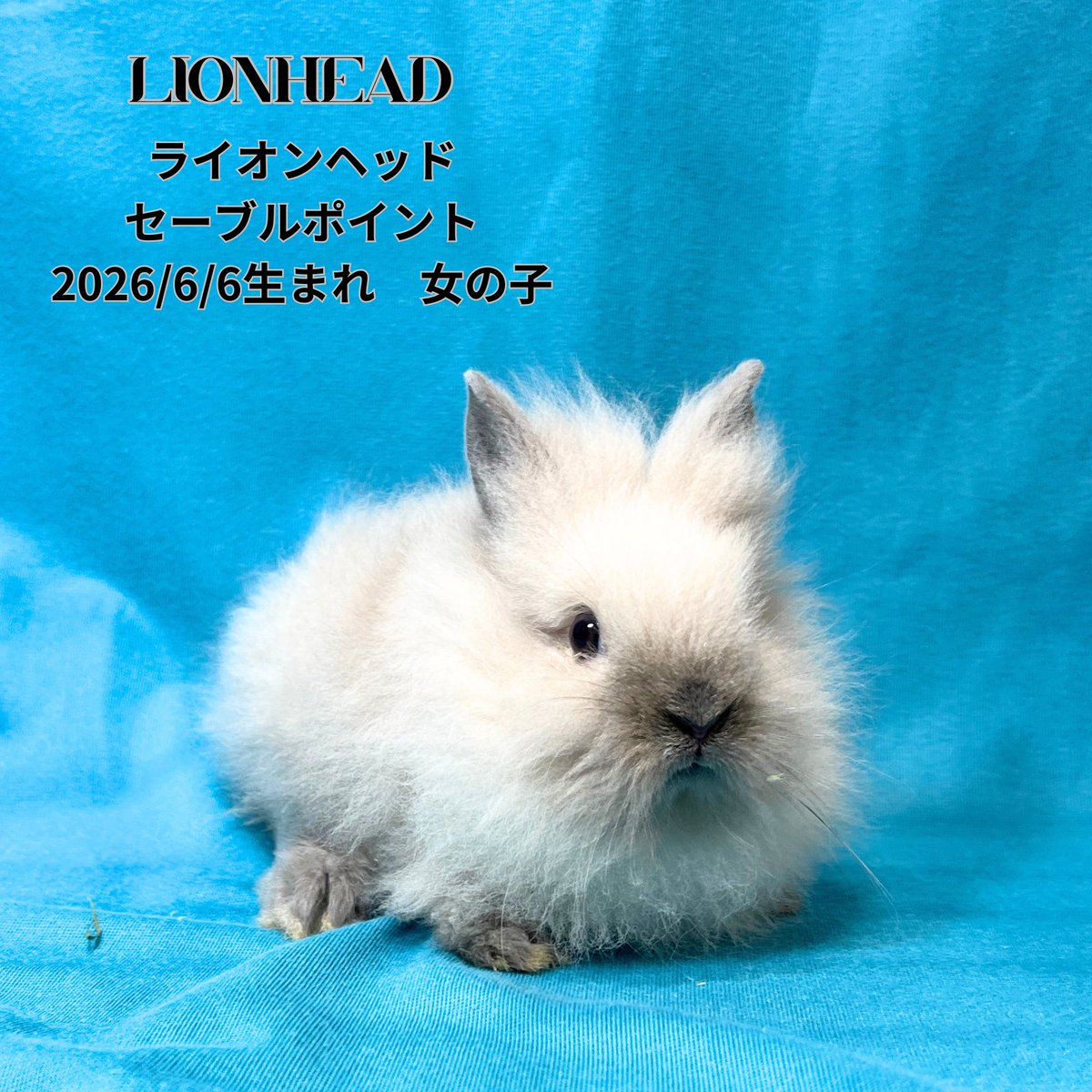monlapin_rabbit's tweet photo. 『夏休みセール』本日スタートです🍉
皆様のご来店お待ちしております☀️

当店のホームページもご覧ください。
https://t.co/xnEodU2g1L

#モンラパン#うさぎ専門店 https://t.co/IWIu7n9Etb