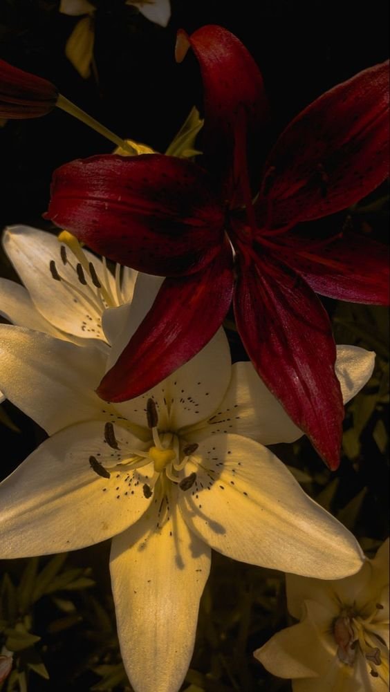 flowersplanettt's tweet photo. Lilies <3 https://t.co/ib5LDZ0kQD