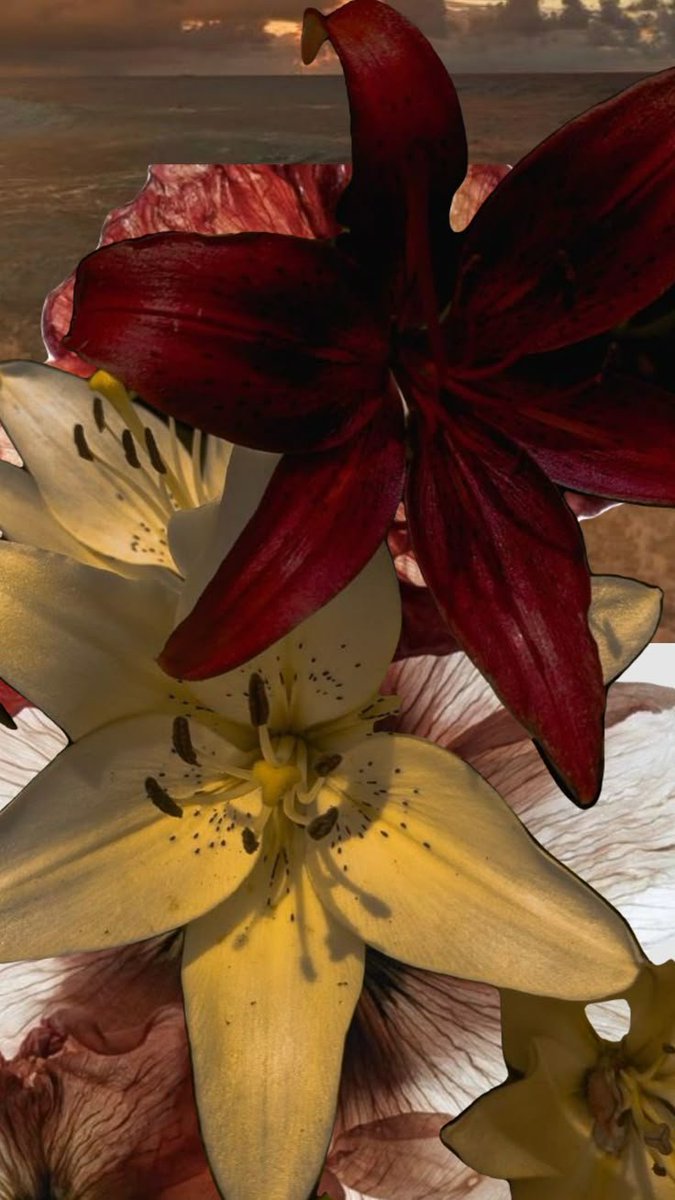 flowersplanettt's tweet photo. Lilies <3 https://t.co/ib5LDZ0kQD