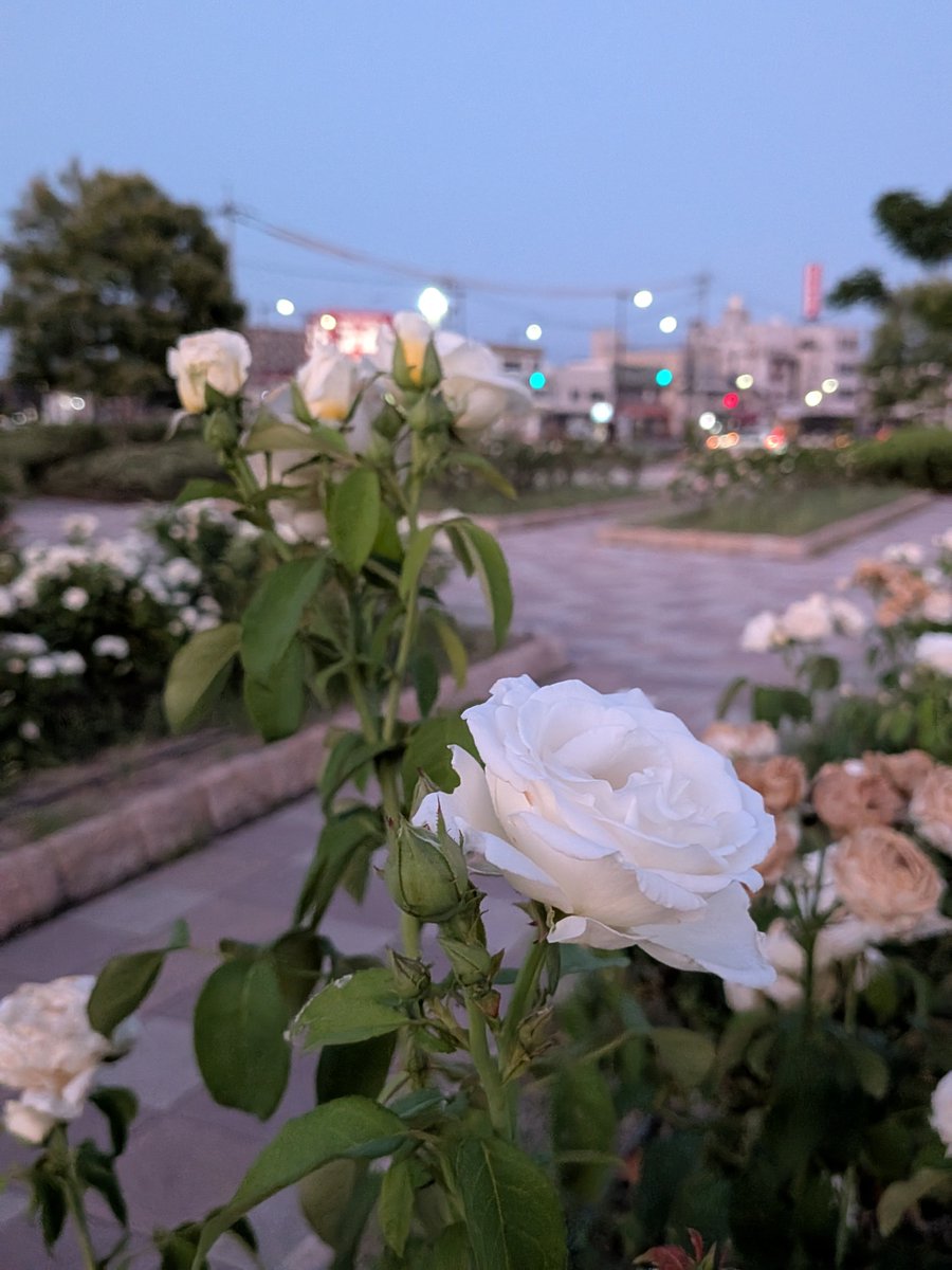 kinkmadog's tweet photo. おはようございます https://t.co/kDzN9KVS1y