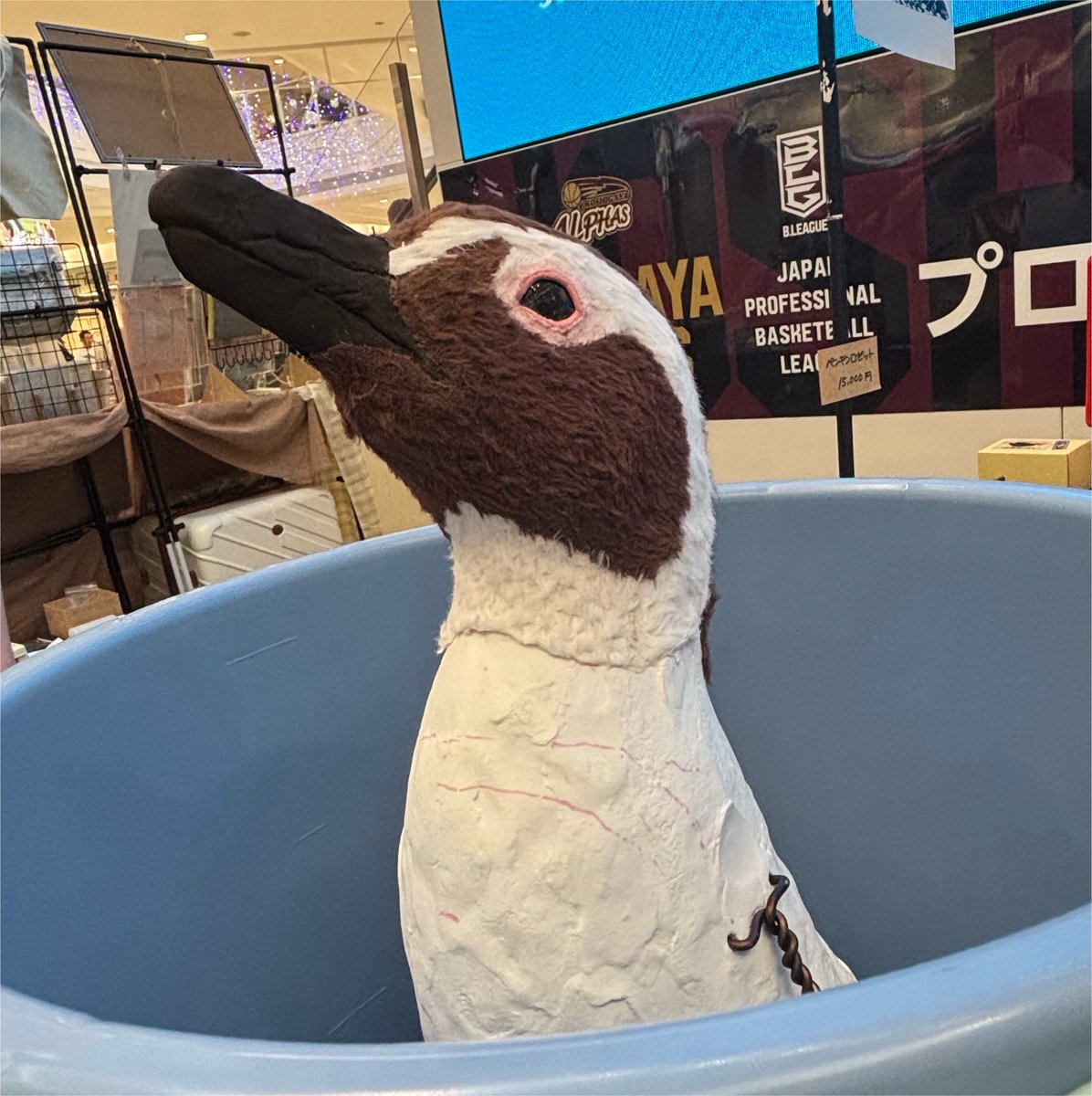 aoihigepen's tweet photo. ペンバザマルシェ
越谷レイクタウン
@lapisraspberry kogoさんの
ペンギンポチ袋(アデリーとキガシラペンギン)
金ピカなフンボルトペンギンステッカー
3枚目の冊子はペンギン解体新書
無料でいいの？という濃い内容
4枚目はリアルバケツペンギン
(サイズ間違え😆) https://t.co/iEDgmRpshN
