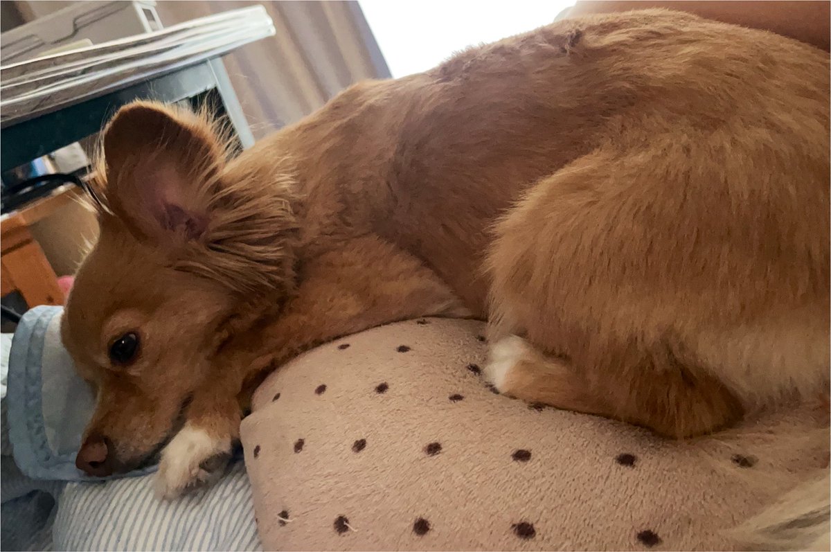 okudada_2000's tweet photo. うちの犬が世界1かわいい
 #チワックス
  #犬  #犬との生活 https://t.co/yGoI4A3qOK