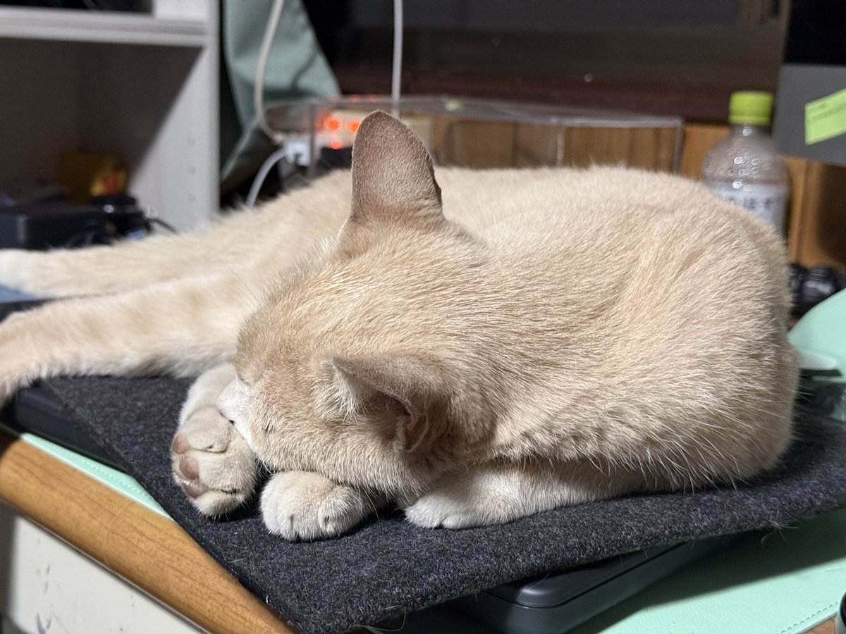 aldetec's tweet photo. 今日もメインPC💻の上でおやすみ中です😺💤 https://t.co/jN8rQh8Qlu