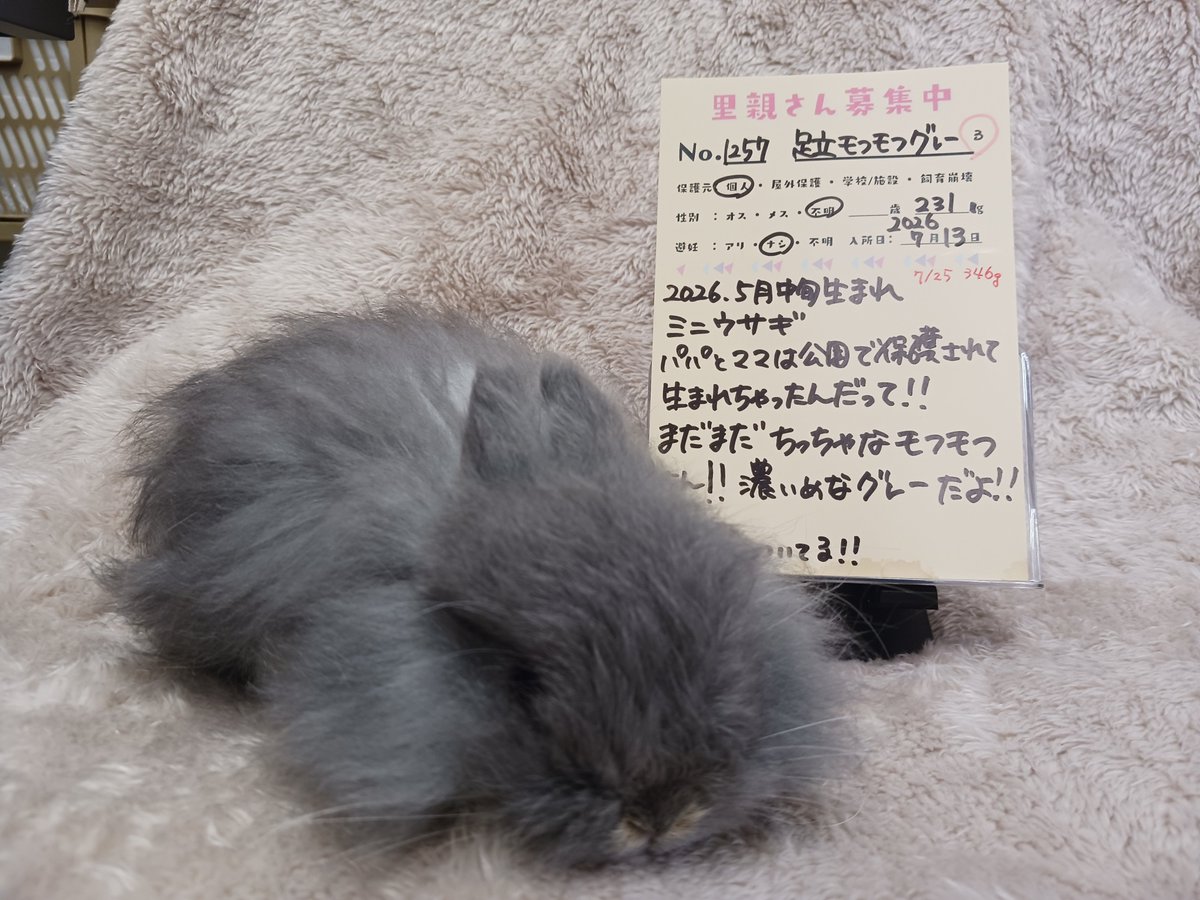 koedousagihouse's tweet photo. 【🐰7月31日(金)から譲渡開始🐰】

31日の営業開始時刻より譲渡開始致します
この子に沢山の方が会いに来てくれていました
ありがとうございます
ベビーのため事前予約は対応していませんが開始後は受け付けますよ！

No.1257
足立モフモフグレー

2026年5月中旬生まれ

パパとママが公園で保護され、その後出産になり成長してからハウスへ来ました

ちっちゃくてフワフワ
フワフワな毛並みで素敵だよね✨
(No.1256足立ほわモフグレーより小さいよ)

#ふじみ野うさぎハウス
#保護うさぎ
