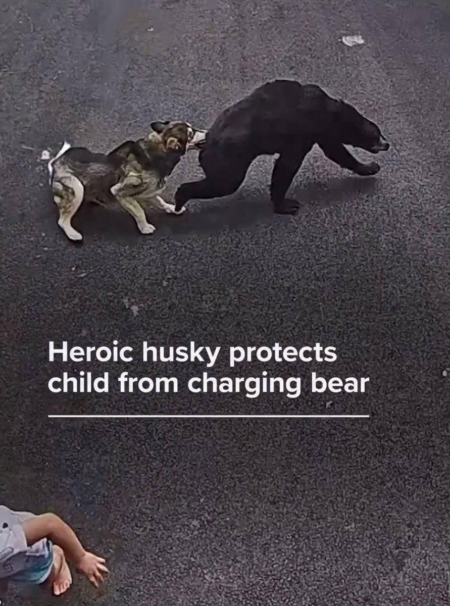 BellaHuskydog's tweet photo. Gm to those who gm

$Bella will be taking out more bears today https://t.co/CIyCX1TI6o