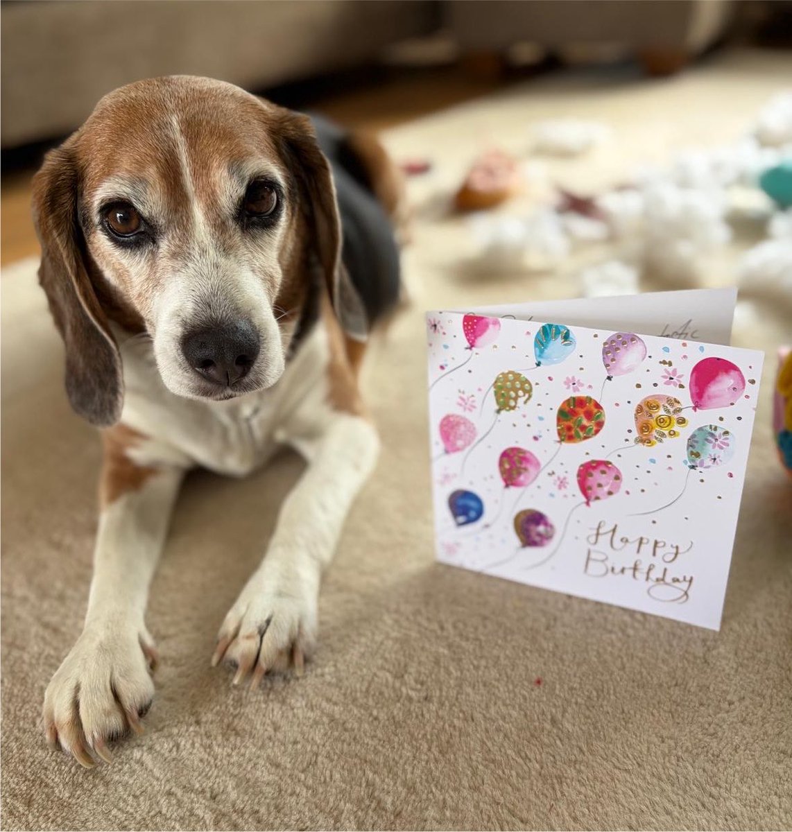 BetsyAmbassador's tweet photo. @CarolineSalfati @rickygervais @AllDogsMatter @RosieDuffield1 @andyburnham @JudgeJeanine @robbiewilliams @SabalenkaA @dog_rates @Number10cat @piersmorgan @jk_rowling “Thank you Caroline, wooooooof!” 🎉❤️🐾

#birthdaygirl #dogs #EDM187 https://t.co/H7XPMcJMeh