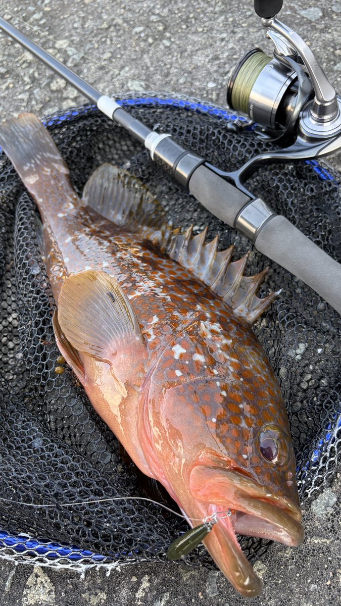 yamanouo's tweet photo. 昼からの上げ10時満潮
夕マヅメと上げ7分くらいがだいたい重なるタイミングで2人でアコウ×4 https://t.co/s6qSGMGAbF