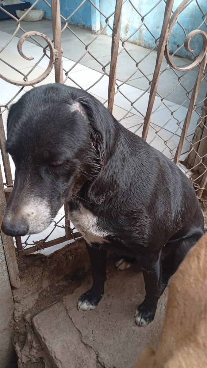 FundacionLucila's tweet photo. Negro alias Chispa nos necesita 🥺

Está presentando una infección en la zona donde se le realizó la amputación de la oreja 🙁. Hablamos con la doctora y es de suma urgencia llevarlo hoy para que lo revisen 😢.

Agradecemos cualquier ayuda para este gordito.
La cuenta de la veterinaria ya supera los 6millones 🙁.

Dona a través de 
Bre b 320 803 3217