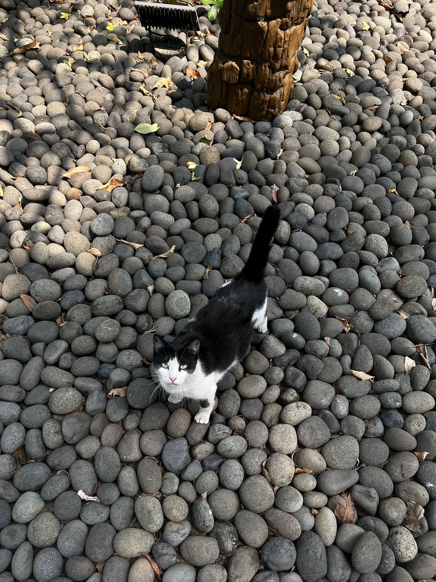 seraphicalm's tweet photo. visiting Jusuf Kalla Library 📚🐈☀️ https://t.co/feYPaIpUzk