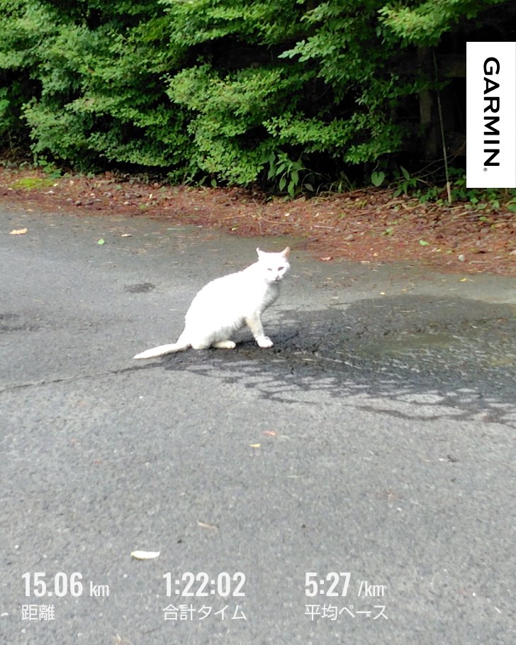 rarezako's tweet photo. #garmin #beatyesterday
ランニング山海川コース。ネコチャン😼
暑くてバテバテ。🥵海水浴場ガラガラ？ https://t.co/DAs48nBHqn