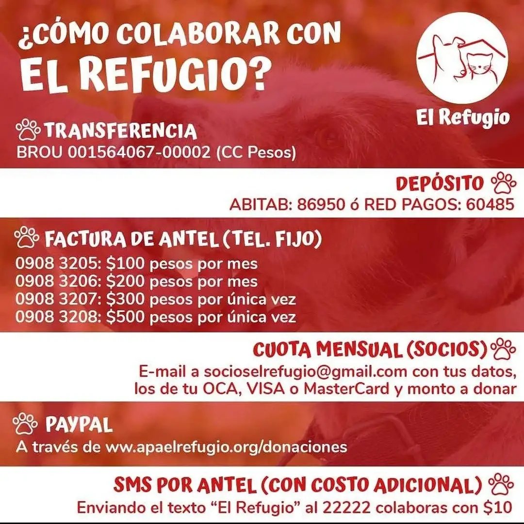 KioscoToni's tweet photo. SÁBADO DE ADOPCIONES Y COLABORACIÓN CON @apaelrefugio y @LigaBichera.
Para contarles que Baloo, a quien encontraron atado con no más de un metro de cadena ¡Encontró su hogar! 
Y para invitarlos mañana a una jornada para ayudar divirtiéndose y capaz que hasta ganándose algo. https://t.co/hQw0IeWtD5