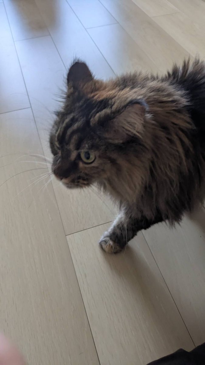 neo_57_'s tweet photo. ねこ！ https://t.co/DXObFlhyAQ