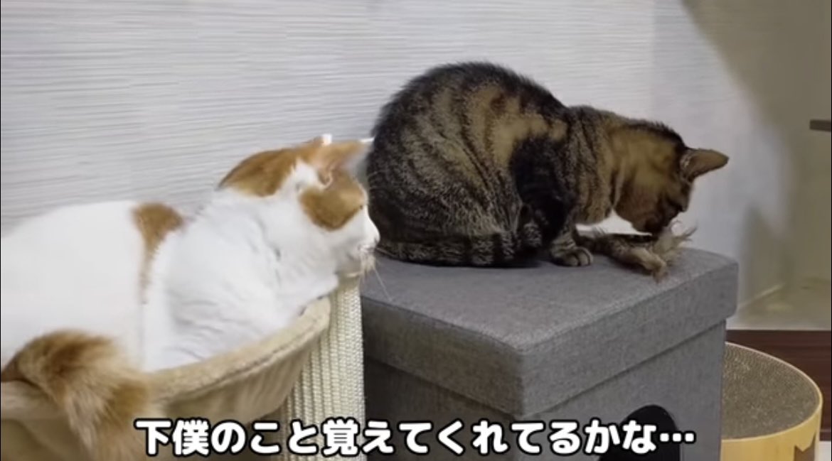 derika_mini's tweet photo. 過去の動画を編集し現在の茶萩と詐欺って🐴🦌じゃね〜現在の姿ではないと思います。気になったのが「また会いに行くからね〜」ってお盆に向けて再会してる動画を過去の動画を編集し配信するかもね。
もし再会の企みがあるならもち君の体調悪くさせるからやめろ
#もちまる日記 https://t.co/HO6qA7scoQ