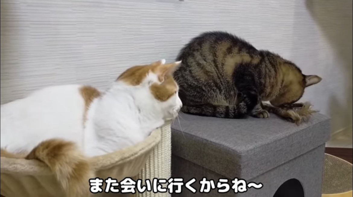 derika_mini's tweet photo. 過去の動画を編集し現在の茶萩と詐欺って🐴🦌じゃね〜現在の姿ではないと思います。気になったのが「また会いに行くからね〜」ってお盆に向けて再会してる動画を過去の動画を編集し配信するかもね。
もし再会の企みがあるならもち君の体調悪くさせるからやめろ
#もちまる日記 https://t.co/HO6qA7scoQ