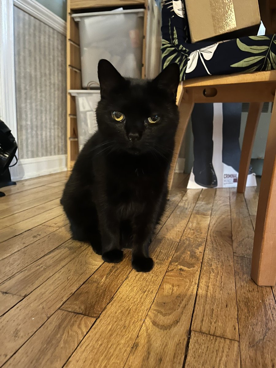 ZElyseB1's tweet photo. @rabidwooloo Her adoption fee was already paid for but I pay with the amount of boogers I have to clean :/ https://t.co/UshOby4FrS