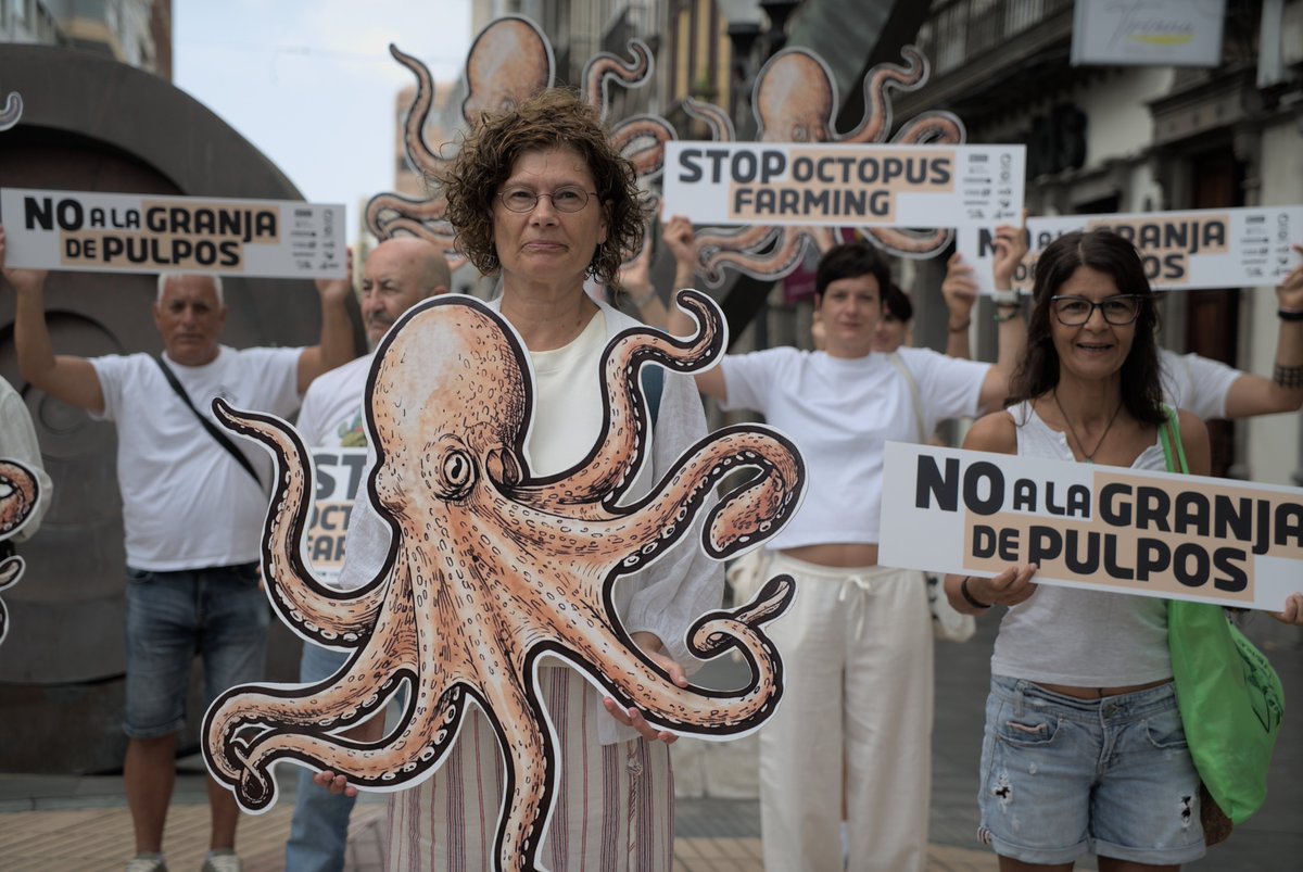AnimaNaturalis's tweet photo. 🔴 Ahora mismo, representantes de organizaciones ecologistas y de protección animal estamos reivindicando en Las Palmas de Gran Canaria la prohibición de las granjas de pulpos.

🎉 Nueva Pescanova ya ha retirado su petición para instalar la primera granja de pulpos del mundo. https://t.co/Vuu4NEk4x3