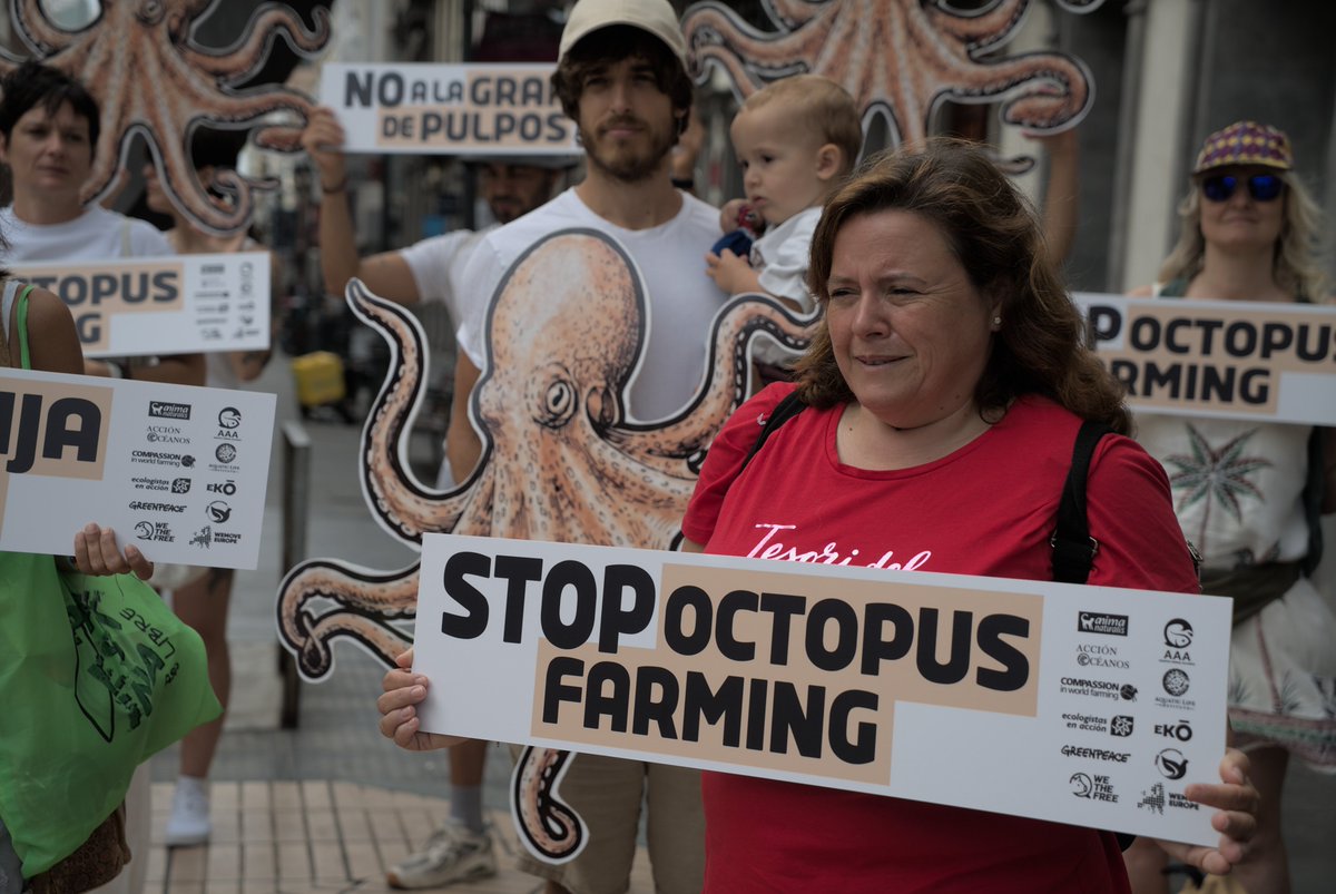 AnimaNaturalis's tweet photo. 🔴 Ahora mismo, representantes de organizaciones ecologistas y de protección animal estamos reivindicando en Las Palmas de Gran Canaria la prohibición de las granjas de pulpos.

🎉 Nueva Pescanova ya ha retirado su petición para instalar la primera granja de pulpos del mundo. https://t.co/Vuu4NEk4x3