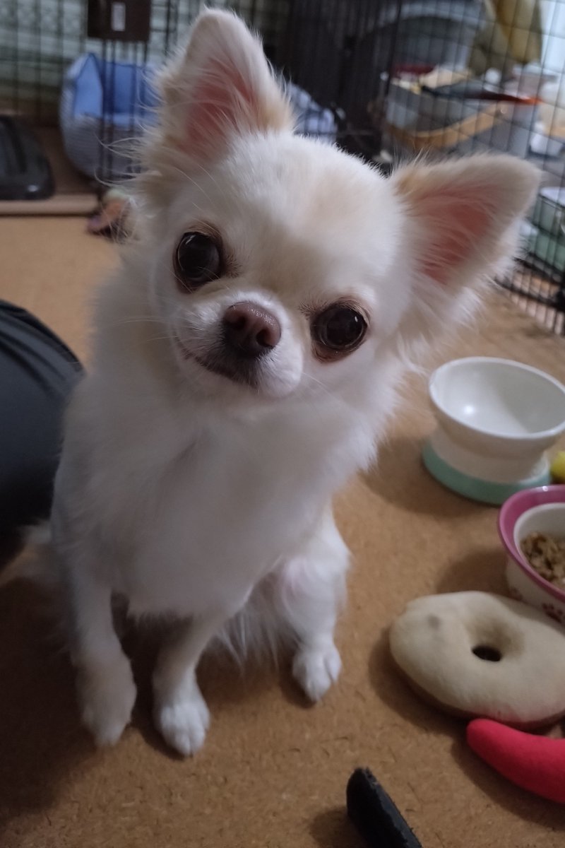 watayumak's tweet photo. りむちゃん2歳の誕生日
おめでとう

#チワワ https://t.co/Sa4fogP32B