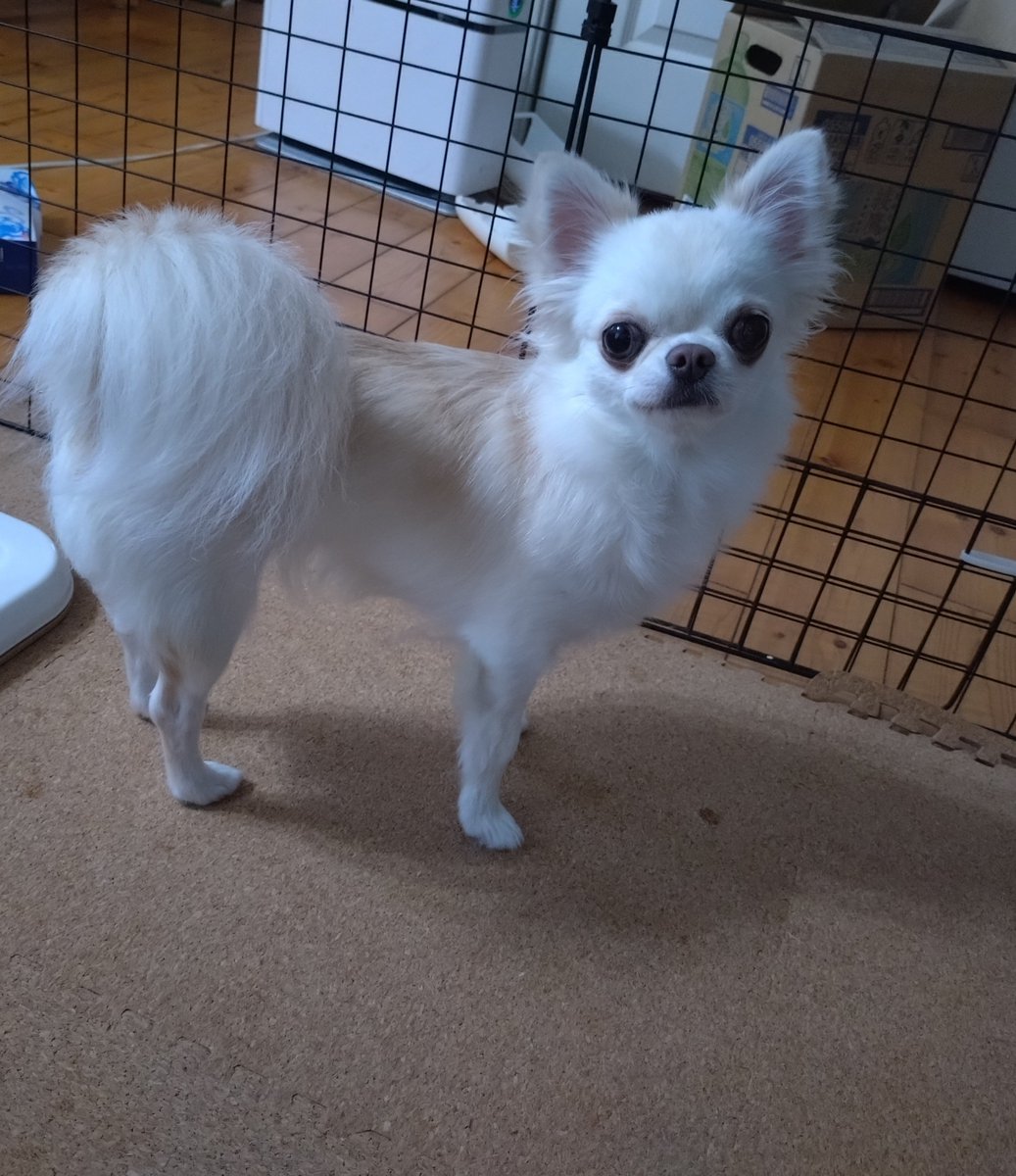 watayumak's tweet photo. りむちゃん2歳の誕生日
おめでとう

#チワワ https://t.co/Sa4fogP32B