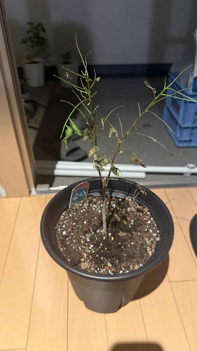 bbq0024's tweet photo. そういえば何十年か前に実家で山椒を育ててた母が、「どこからともなく山椒の葉っぱをめちゃくちゃ食べる蝶が卵を産んで、その幼虫が葉を丸裸にしてしまう。どんなに気をつけても絶対に来る」って言われてたのを、頭の片隅に覚えてはいたんだよね。

最近家のベランダで山椒を育ててたんだけど、
「言うて都会だし、北海道の田舎とは違うから余裕やろ」って高を括ってたら、何日か目を離した隙に見事に葉っぱを丸坊主にされてた。よく見たら足元に青虫が落ちてて、マジでビビった。

本当に、どこからともなくこの山椒を絶対に見つけて葉っぱを全部食べるマンがいる。いや、すごい能力だ。
