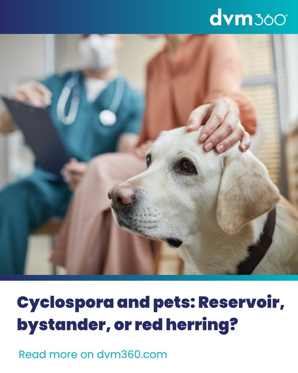 dvm360's tweet photo. 🦠 Cyclospora is making headlines, but are pets part of the story?

Learn what the evidence says about dogs, cats, and Cyclospora cayetanensis, and why veterinary teams can breathe a little easier.

https://t.co/minz90wFzU

#VeterinaryMedicine #VetMed #VeterinaryParasitology https://t.co/UkwkiCR8UR