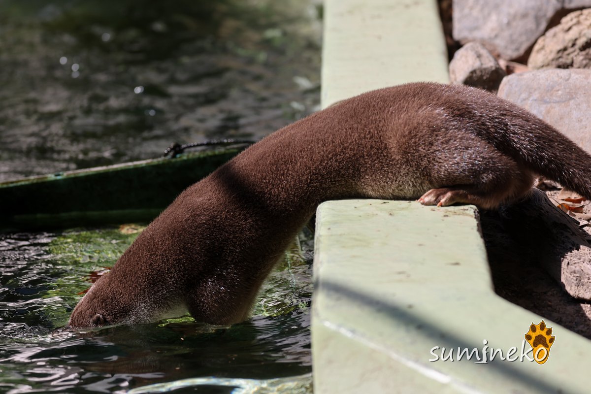 sumineko_L's tweet photo. 実は5月くらいから、またお外プールで泳がなくなってるらしいリュウくん（4月は泳いでた）。首までは入れるけどリオちゃんが誘っても入らず……午後のドジョウタイムはリオちゃん動いてました。#安佐動物公園 #ユーラシアカワウソ https://t.co/5MYxQlpEfR