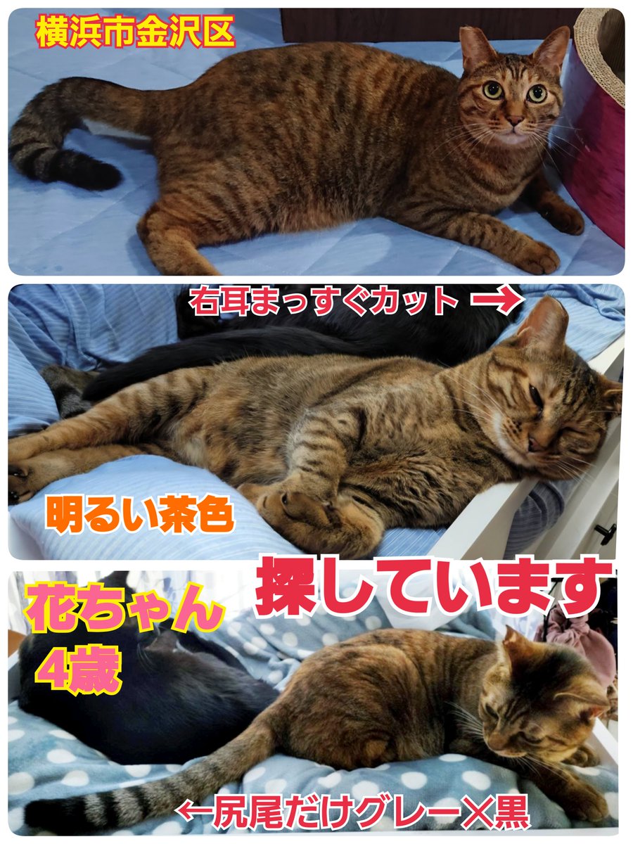 squirrelemi's tweet photo. 猫を探しています。花ちゃん4歳。明るい茶色で右耳がまっすぐカット、長い尻尾はグレー✕黒の縞々模様です。
2024年4月11日横浜市金沢区富岡東の自宅から私の不注意で外に出てしまい迷子のままです。手がかりなくずっと探しています。
#猫を探しています
#拡散希望
#リポストお願いします
#よこかな https://t.co/tazNIbZOy9