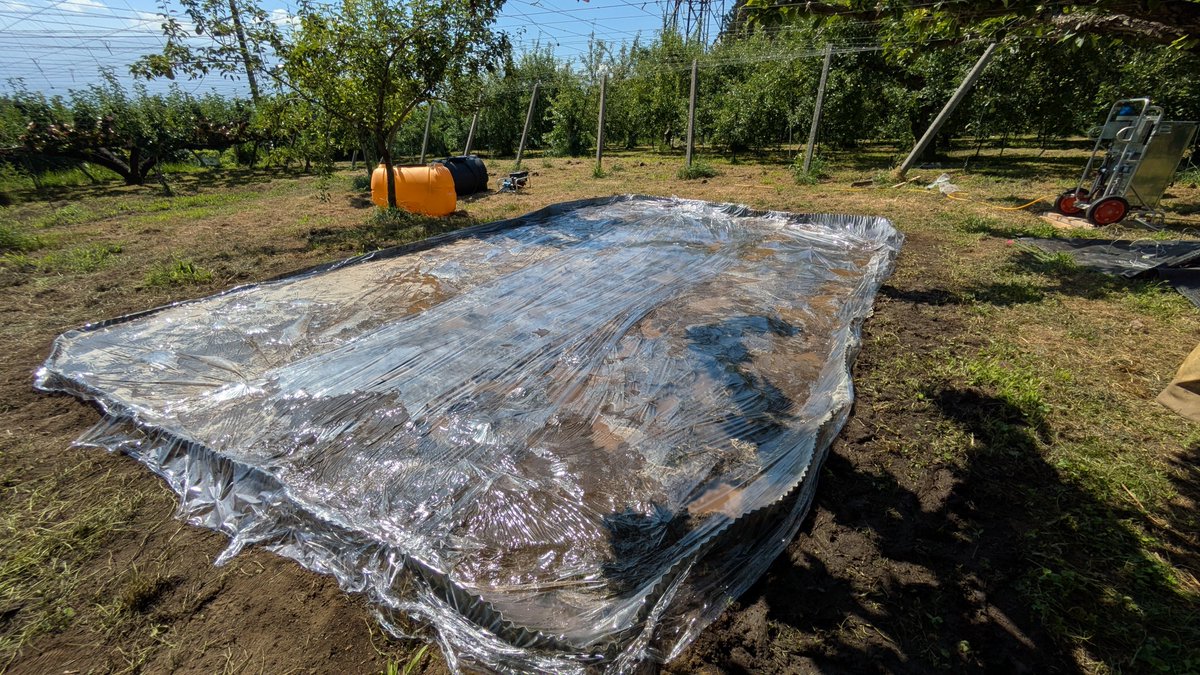 kita0244's tweet photo. 長野でも35℃を越える炎天下ですが、この気温を利用して土壌改良の作業を進めています。
果樹園にも「連作障害」があり、土壌に一度病原菌が繁殖してしまうと「元には戻らない」。

昨年購入した園地がまさにこの土壌のガンのような病原菌に侵されており、該当範囲に植えた苗木がすべて枯れてしまう状況でした。
今回農業試験場の方々に協力いただき、

①微生物の餌になる低濃度アルコールを土壌に溢れさせ、分解によって酸素を欠乏させて病原菌を減らす方法

②ボイラーで沸かした熱水を直接土壌に注入して病原菌が生存出来ないレベルまで温度を上げて菌密度を減らす方法

それぞれで試験区を作って効果検証を行なってます。どちらも「気温が高い（土壌の温度が高い）」時期にしか出来ない工程のため、炎天下でひたすらボイラーが正常に動くか見張る…みたいな日々が続きます。

正直、出来ればやりたく作業…ですが、僕らの代は基本的には「何度も果樹が植えられた」土地を引き継いでいく事になるため、今後に向けての大切な勉強になると思ってます。

頼むぞ、効いてくれ…！！！マジで！
