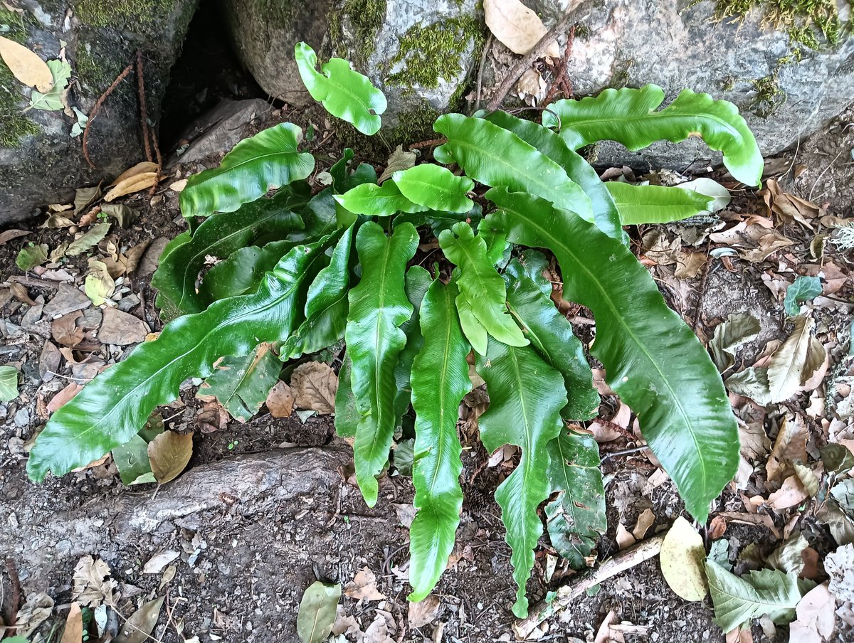 flora_vigo tweet picture