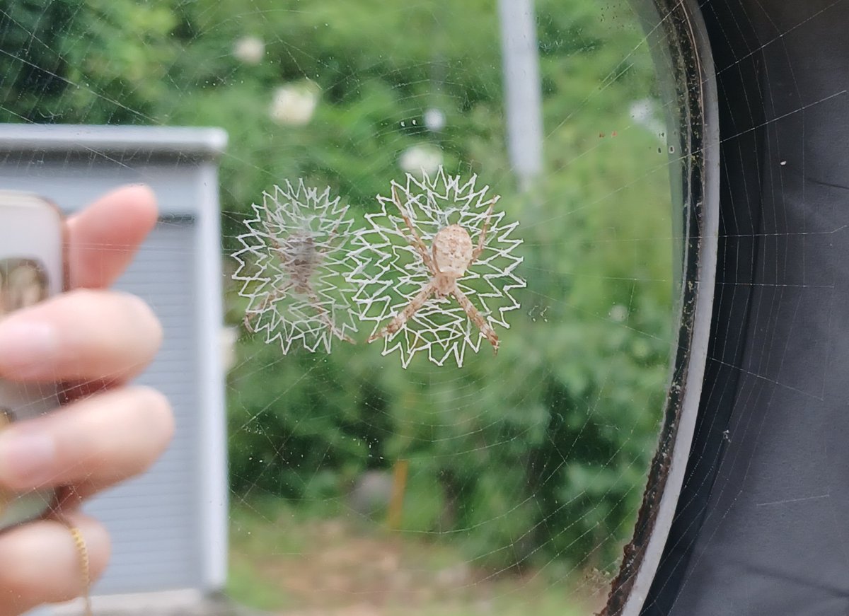 innko5's tweet photo. 今朝見たら、昨夜は無かったクモの巣🕸️が、サイドミラーに。　　
蜘蛛+αの小さなクモの巣。
とっても綺麗。　　
何か可哀想で、撤去出来ない。 https://t.co/jQCLDmqsOC