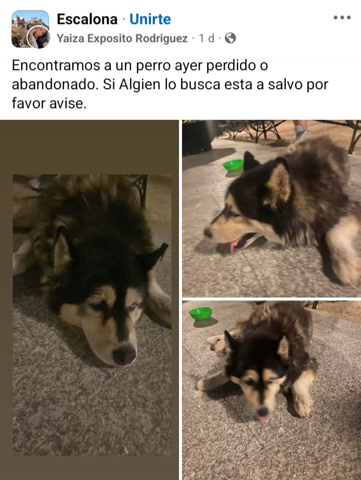 LaGatadeAluche's tweet photo. #IncendiosForestalesEspaña #incendios #animales #madrid #escalona https://t.co/EBxKUtgaYf
