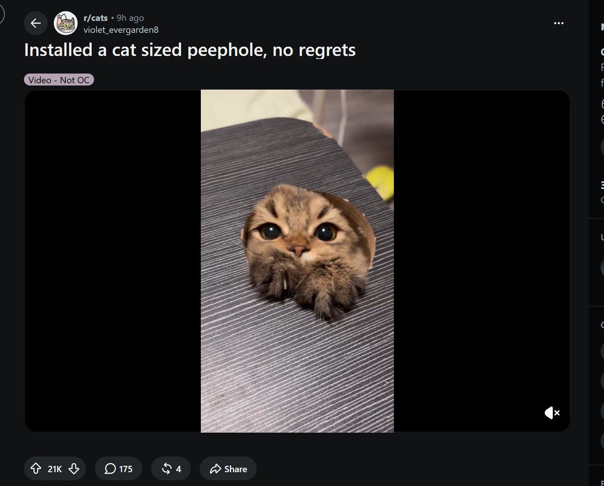 DVD_Solana's tweet photo. This is a PERFECT animal runner!

This cute cat peeping through a hole is BLOWING UP on reddit (20K+ upvotes in just a few hours)

Let's run it with a simple ticker: Cat In Hole $CIH

https://t.co/nEMWWA97Xx https://t.co/FOyDg8Unok
