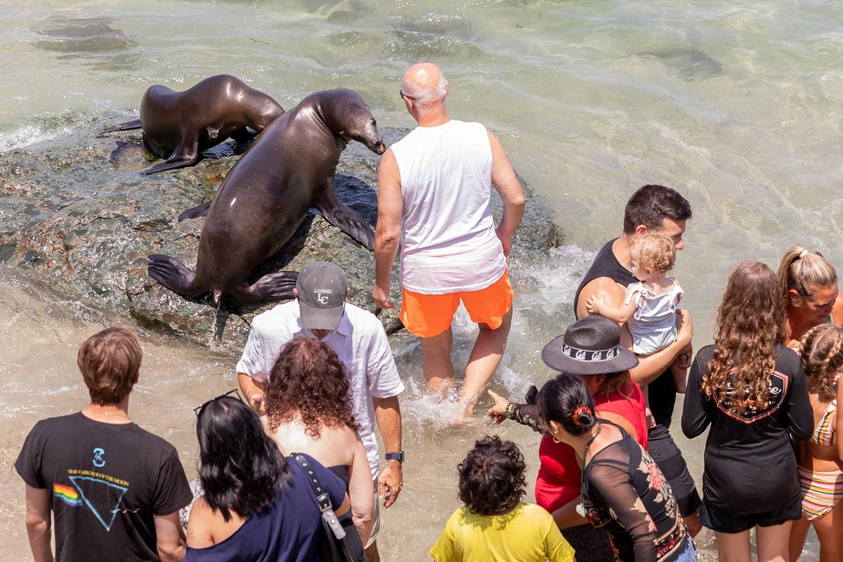 SFGate's tweet photo. Tourists are still harassing the sea lions at La Jolla Cove https://t.co/SdHxuKkGCq https://t.co/DjqgMFjMV1